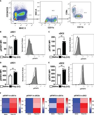 STAT3 signaling modulates the immune response induced after antigen targeting to conventional type 1 dendritic cells through the DEC205 receptor